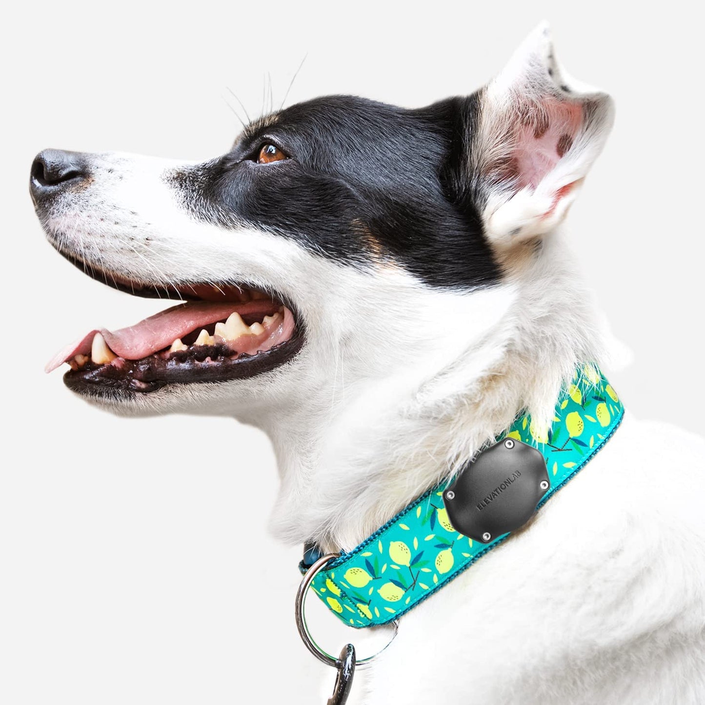 Tagvault™ Airtag Dog Collar Mount