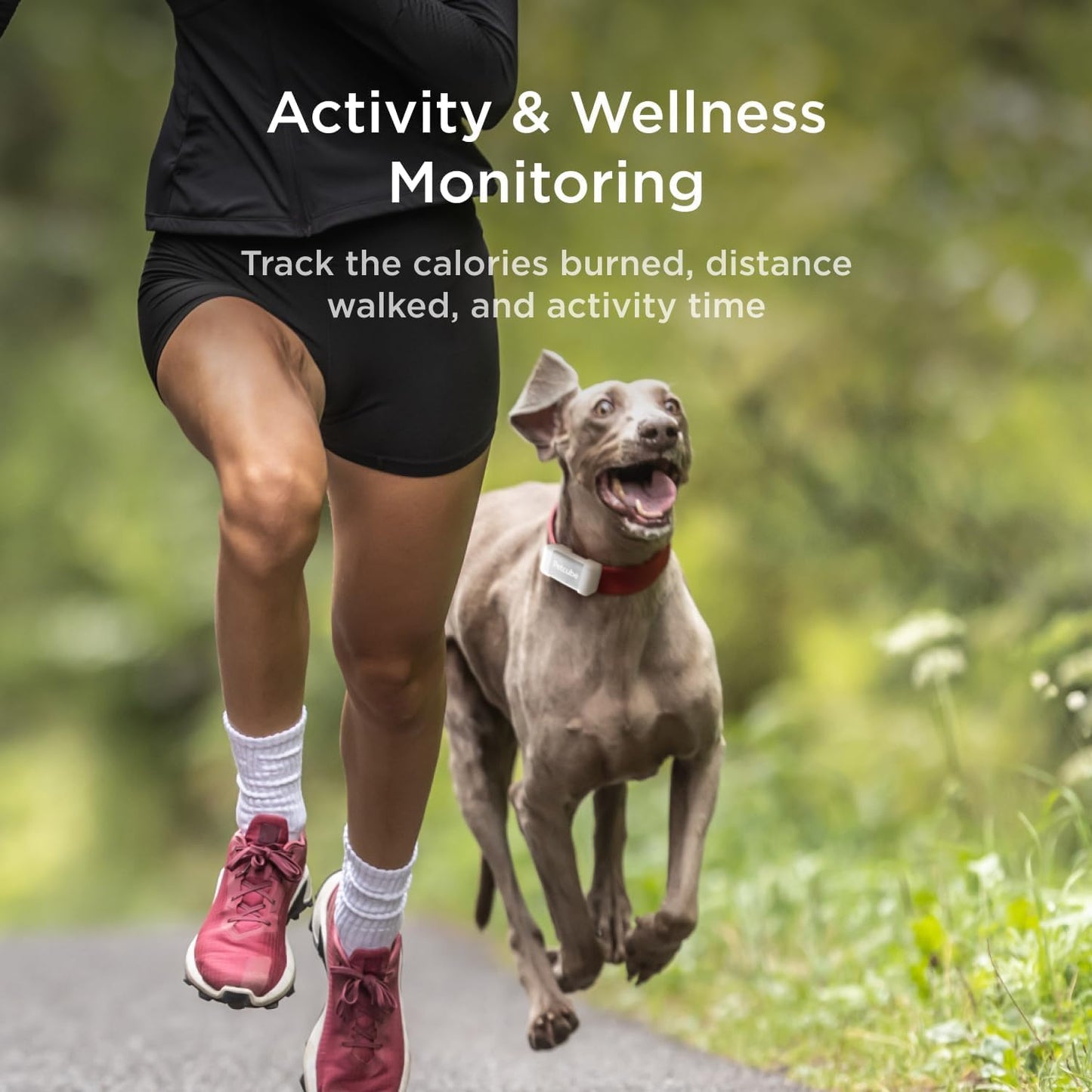 PETCUBE GPS Tracker for Dogs