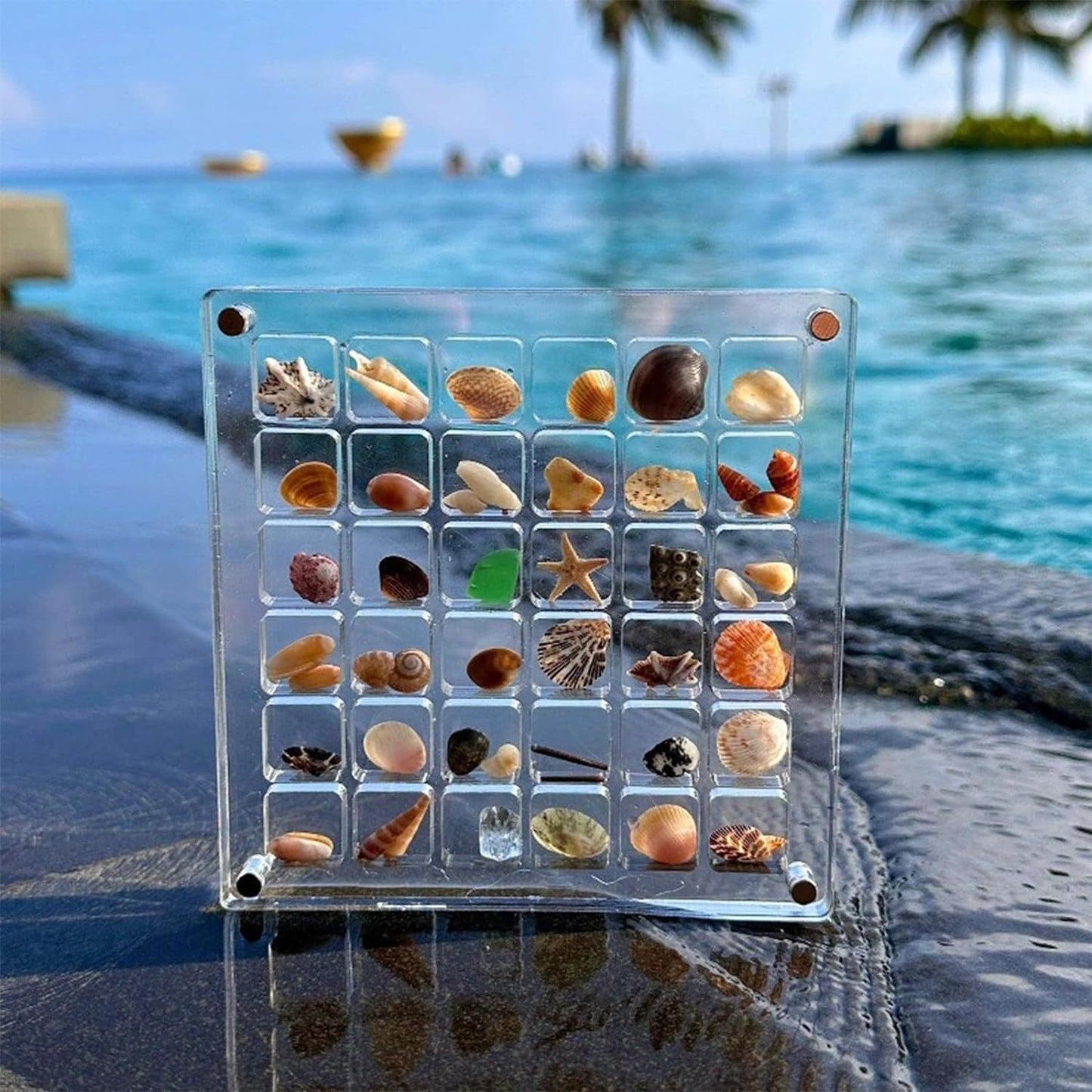 Acrylic Magnetic Seashell Display Box (36/64) Grids