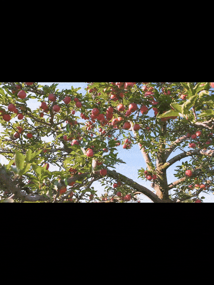 Fruit Picker Tool with Basket - Adjustable Aluminum Pole